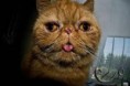 Chat laid